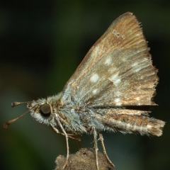 Carcharodus alceae